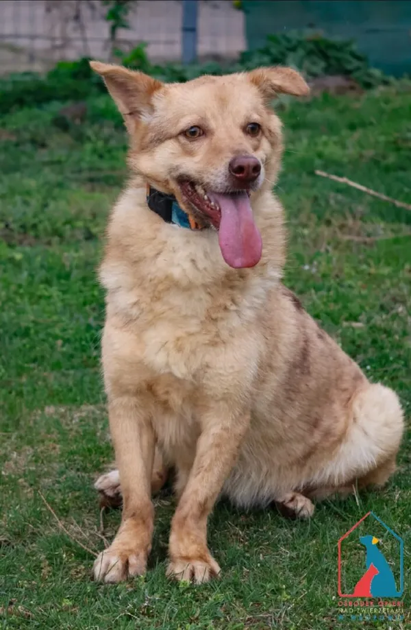 Pies do adopcji, Grudziądz, 26 marca 2024 (1/5)