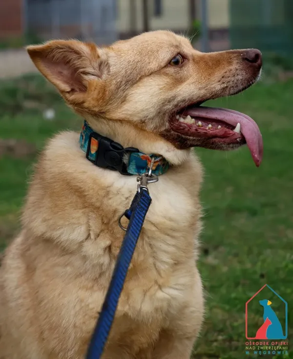 Pies do adopcji, Grudziądz, 26 marca 2024 (2/5)