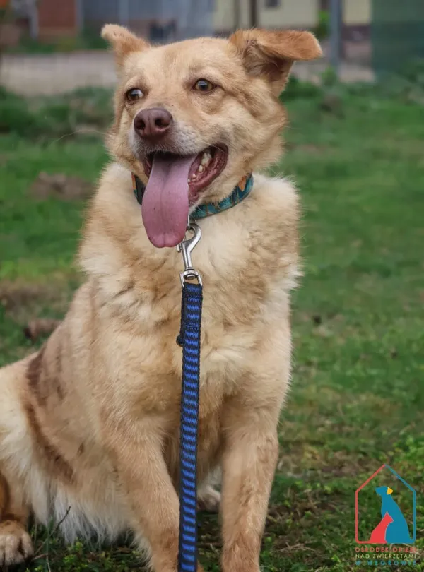 Pies do adopcji, Grudziądz, 26 marca 2024 (3/5)