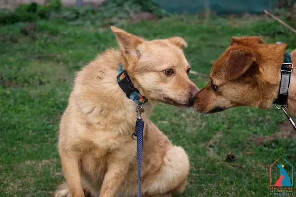 Pies do adopcji, Grudziądz, 26 marca 2024 (4/5)