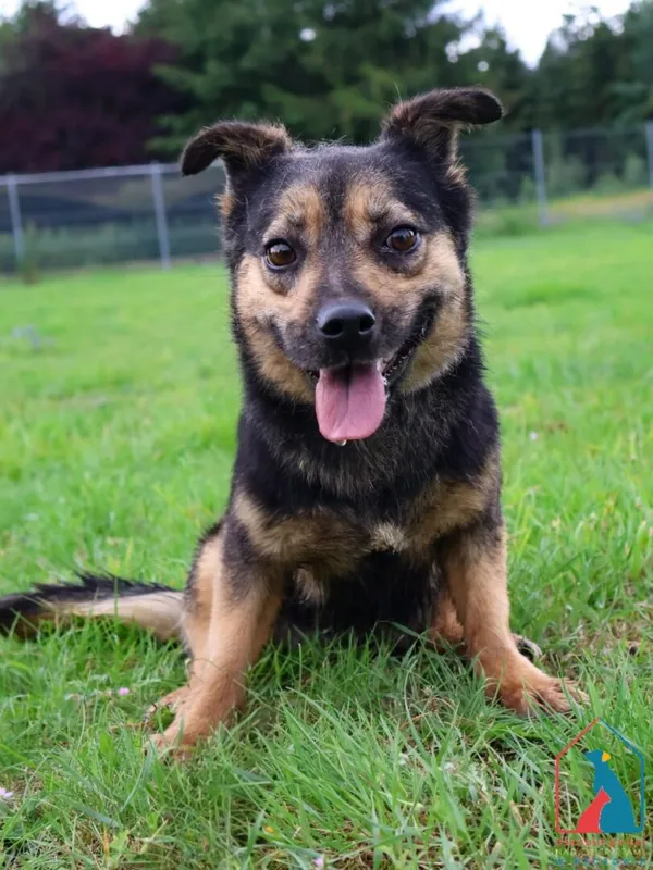 Pies do adopcji, Grudziądz, 26 marca 2024 (1/5)