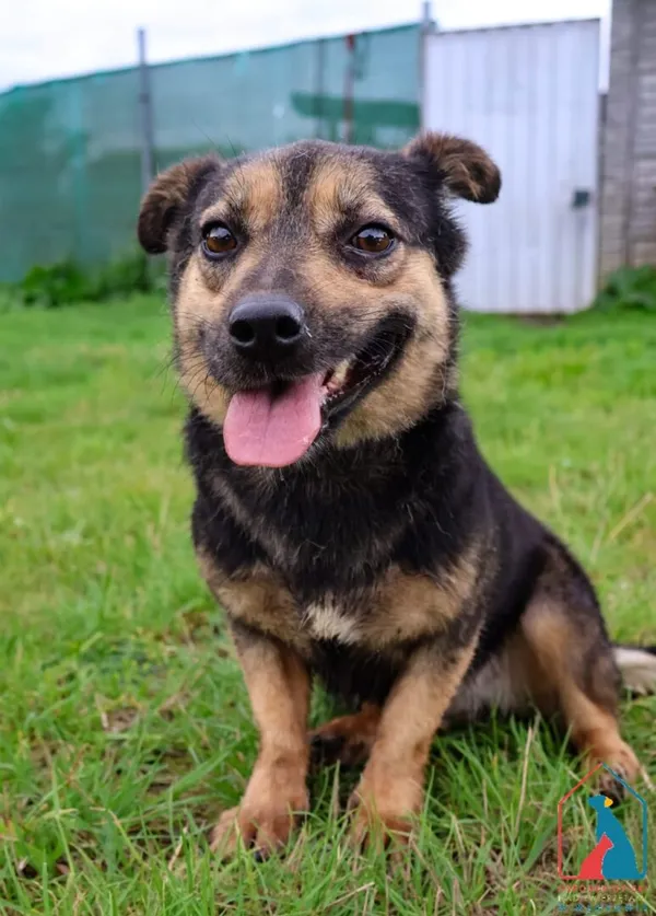 Pies do adopcji, Grudziądz, 26 marca 2024 (4/5)