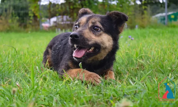 Pies do adopcji, Grudziądz, 26 marca 2024 (5/5)