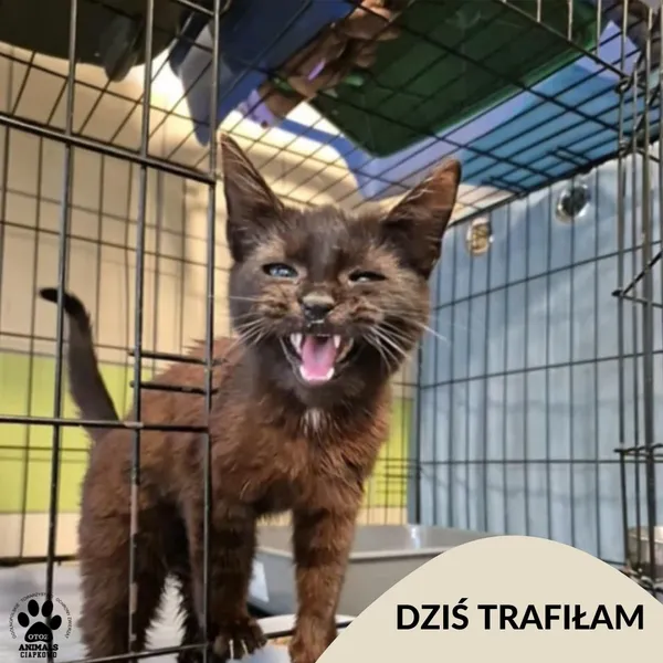 Znaleziono kota, Gdynia, 17 czerwca 2025