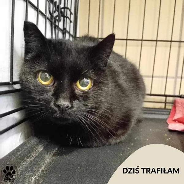 Znaleziono kota, Gdynia, 13 listopada 2024