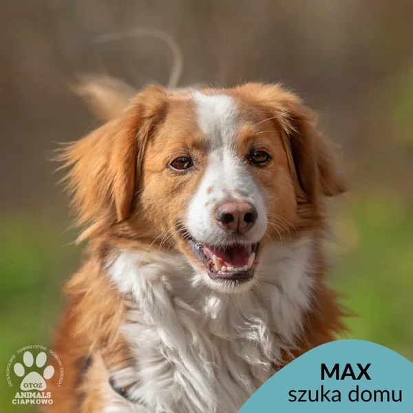 Pies do adopcji, Gdynia, 19 kwietnia 2024 (1/4)