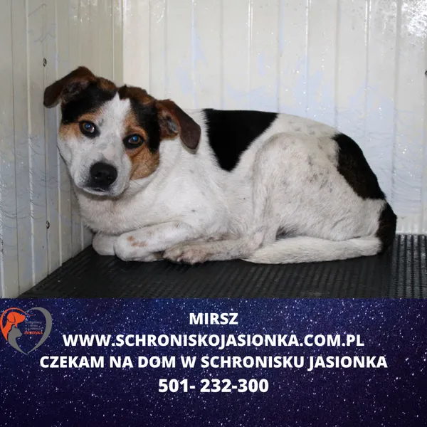 Znaleziono psa, Dębniak, 19 kwietnia 2024