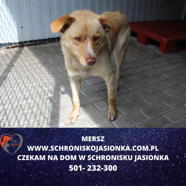 Znaleziono psa, Dębniak, 19 kwietnia 2024