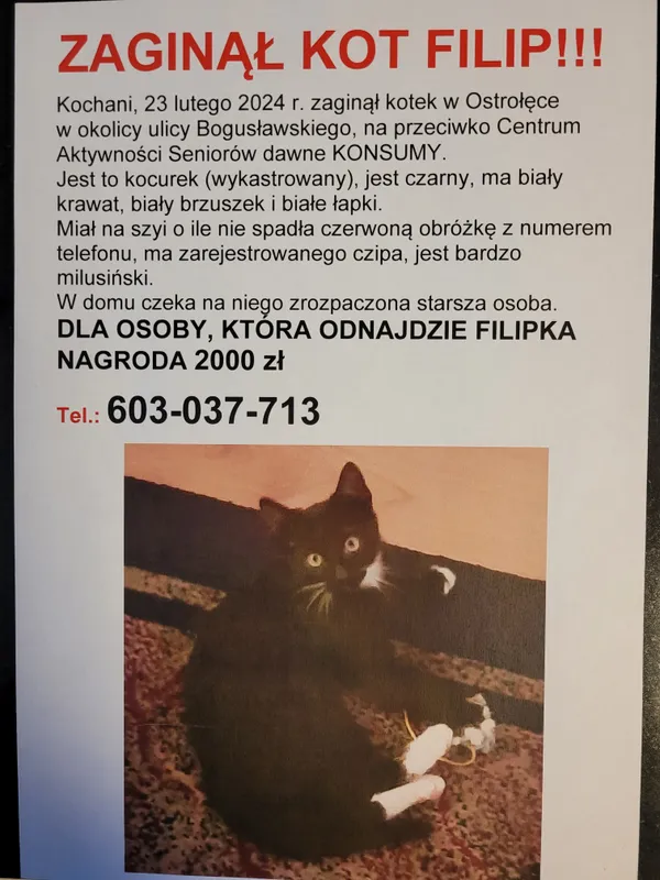Zaginął kot, Ostrołęka, Śródmieście I, 23 kwietnia 2024 (3/3)