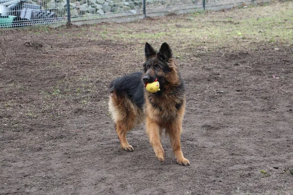 Pies do adopcji, Oborniki, 17 stycznia 2024 (5/5)