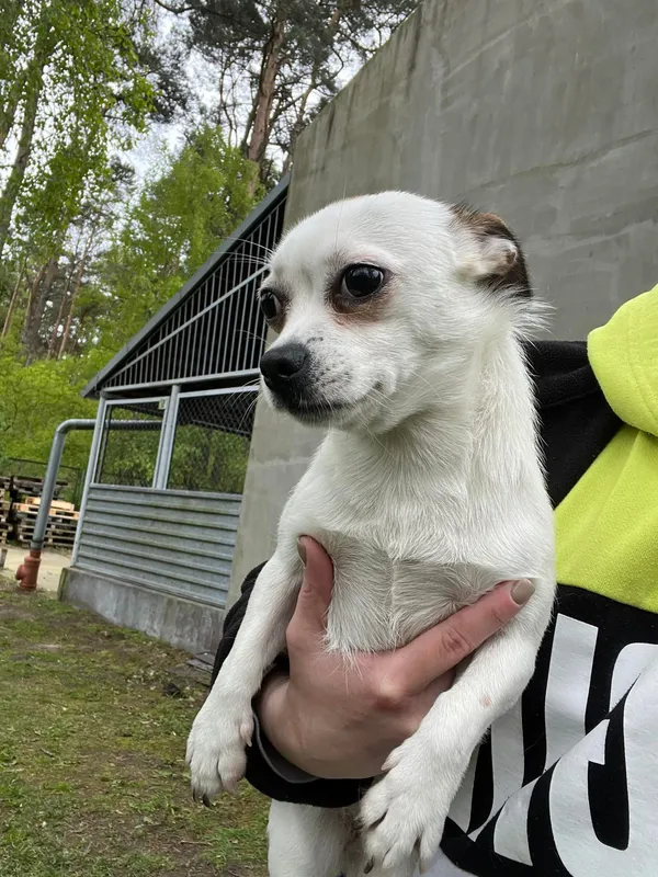 Pies do adopcji, Włocławek, 19 kwietnia 2024