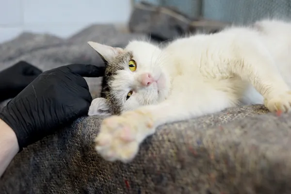 Znaleziono kota, Sosnowiec, 20 kwietnia 2024 (4/5)