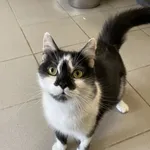 Kot do adopcji