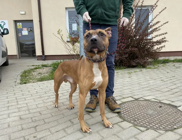 Znaleziono psa, Świdnica, 24 kwietnia 2024