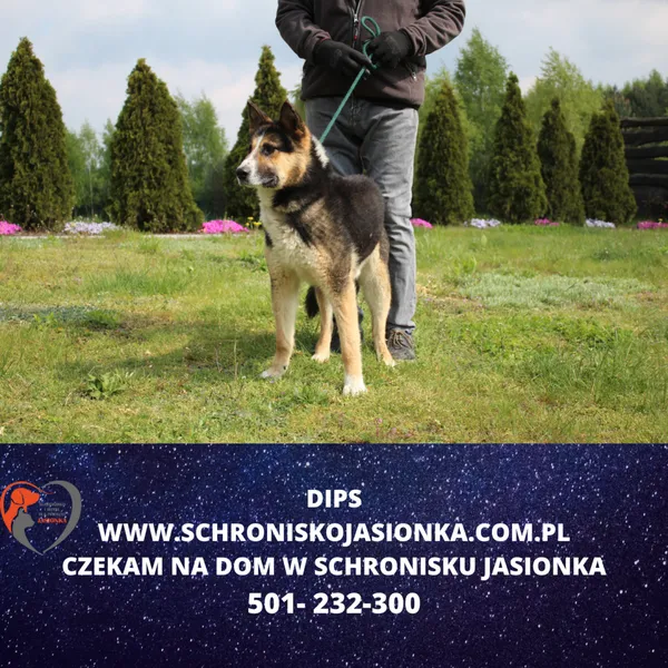 Znaleziono psa, Dębniak, 25 kwietnia 2024