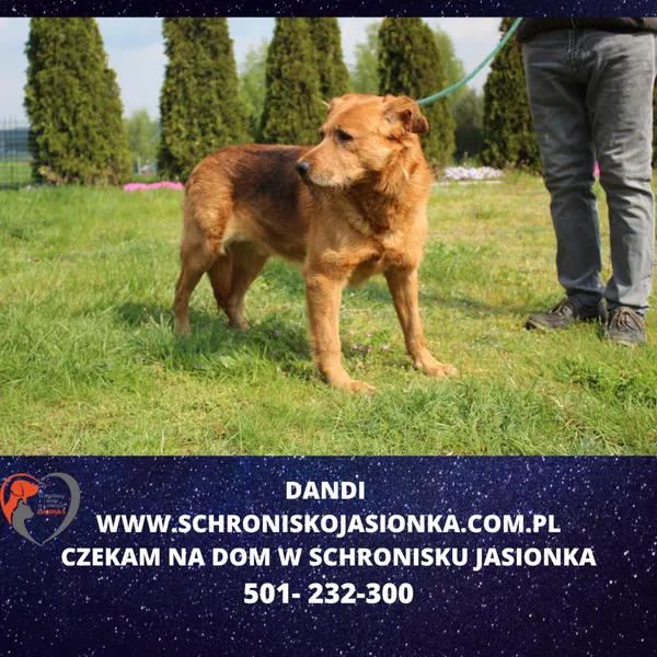 Znaleziono psa, Dębniak, 25 kwietnia 2024