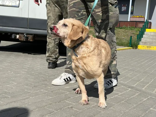 Znaleziono psa, Bydgoszcz, 15 kwietnia 2024
