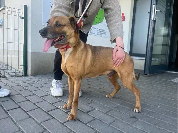 Znaleziono psa, Bydgoszcz, 6 kwietnia 2024