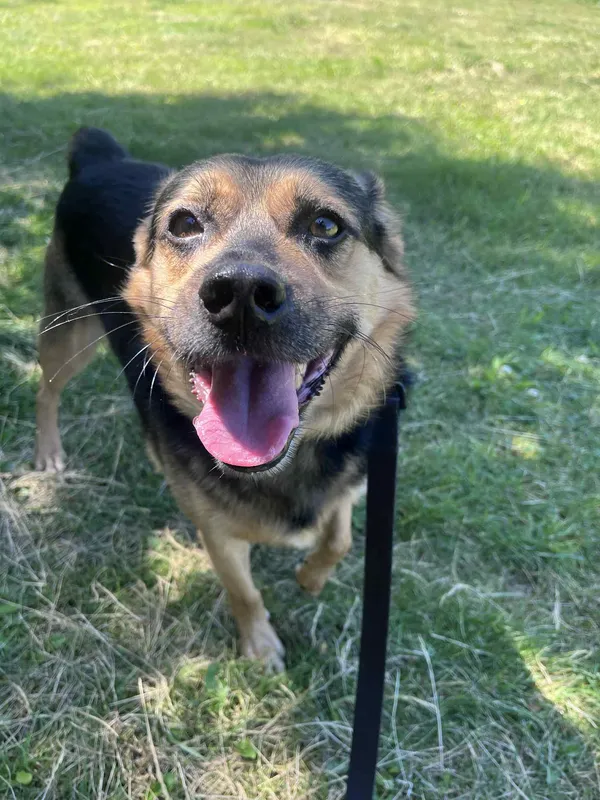 Pies do adopcji, Włocławek, 26 kwietnia 2024 (1/5)