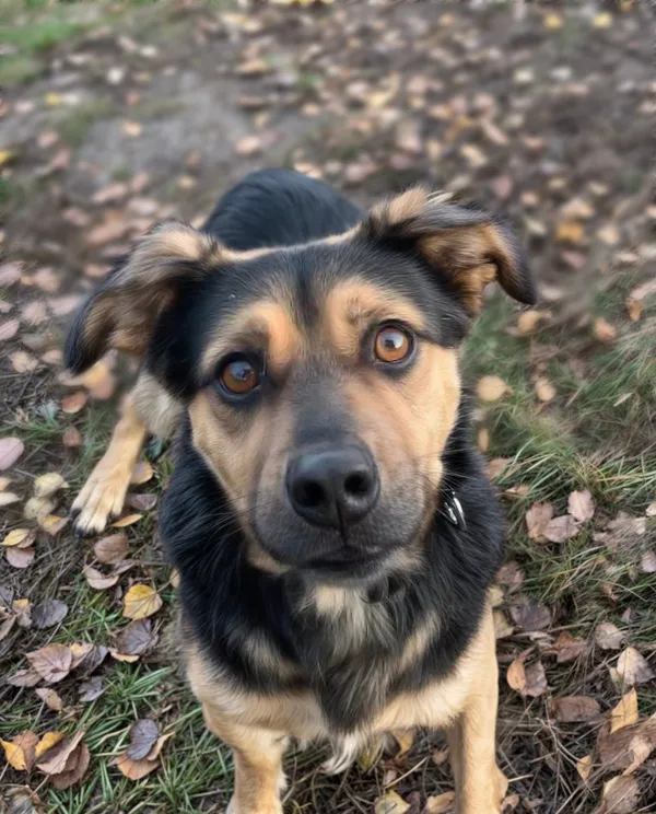 Pies do adopcji, Włocławek, 26 kwietnia 2024 (4/5)