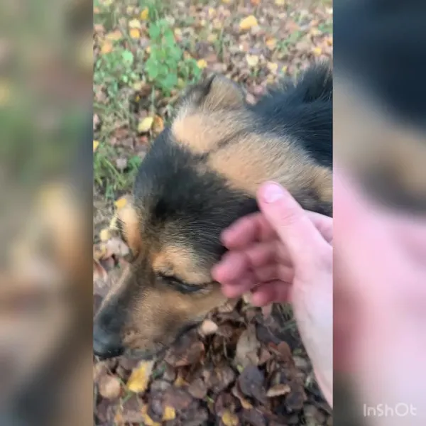 Pies do adopcji, Włocławek, 26 kwietnia 2024 (5/5)