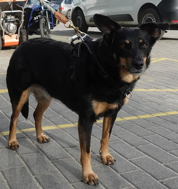 Znaleziono psa, Gdańsk, 29 kwietnia 2024