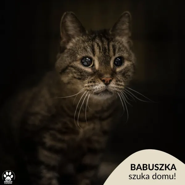 Kot do adopcji, Gdynia, 29 kwietnia 2024