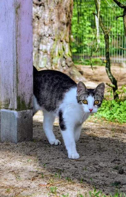 Kot do adopcji, Piła, 25 sierpnia 2023 (4/5)