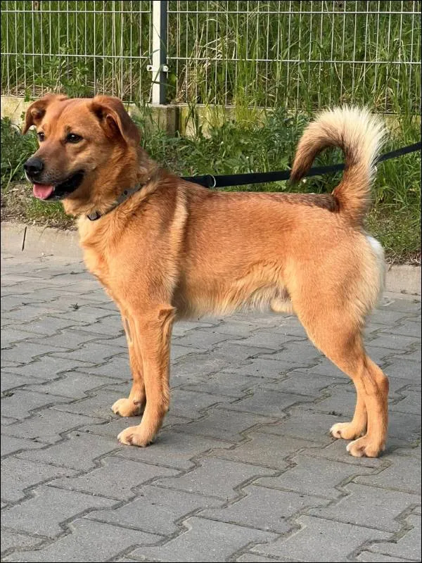 Znaleziono psa, Grudziądz, 2 marca 2024