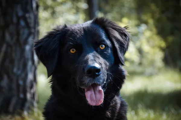 Pies do adopcji, Piła, 5 grudnia 2023 (2/5)