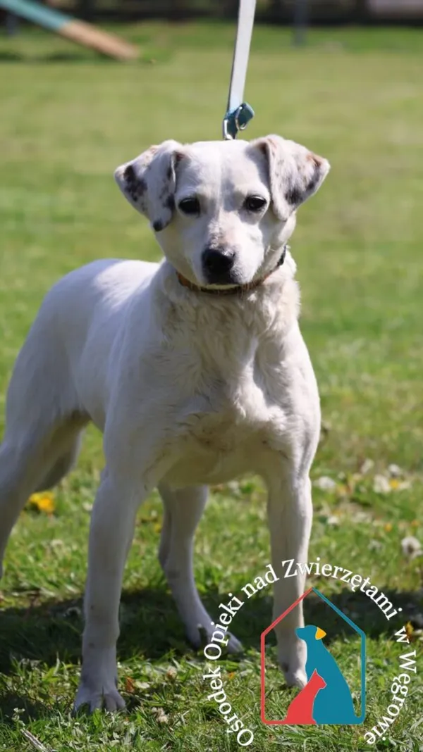 Pies do adopcji, Węgrowo, 30 kwietnia 2024