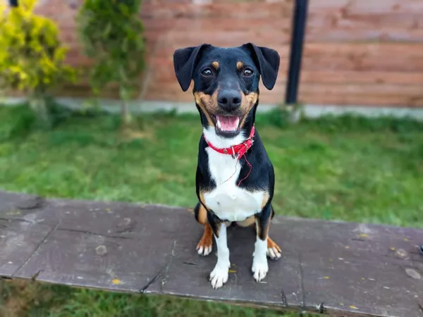 Znaleziono psa, Chojnice, 29 kwietnia 2024