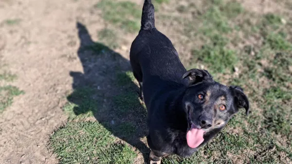 Pies do adopcji, Tatary, 26 stycznia 2021 (1/2)