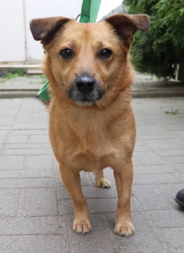 Znaleziono psa, Łódź, 11 listopada 2025 (2/5)