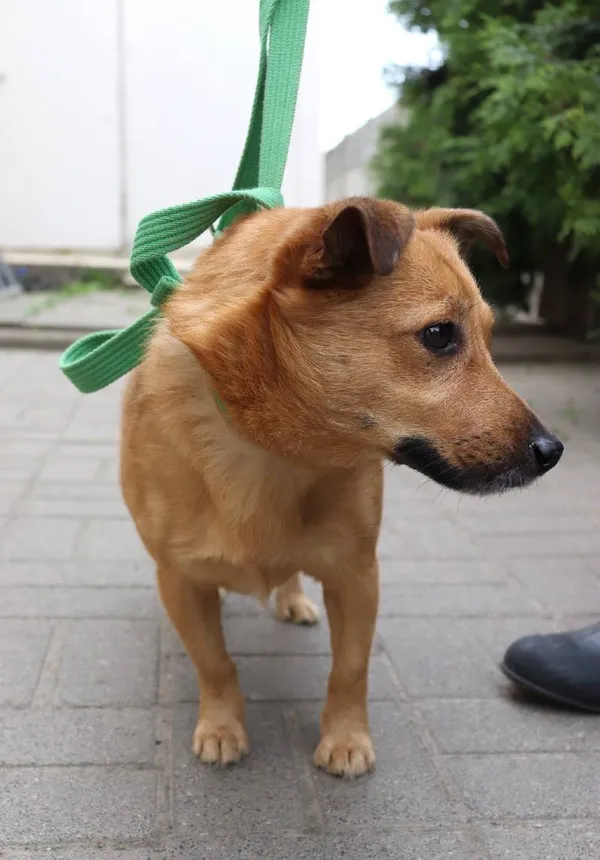 Znaleziono psa, Łódź, 11 listopada 2025 (3/5)