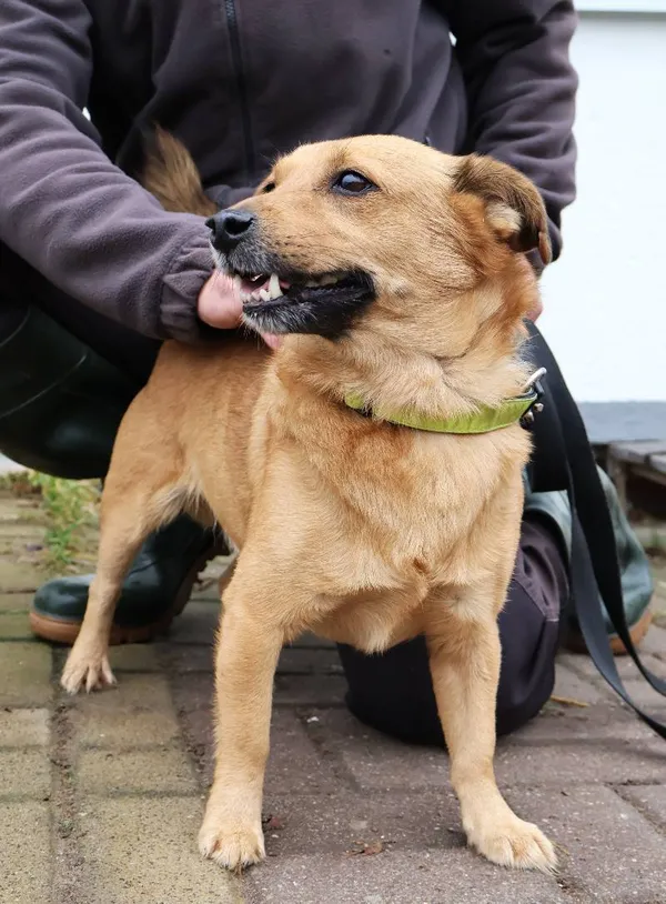 Znaleziono psa, Łódź, 11 listopada 2025 (4/5)