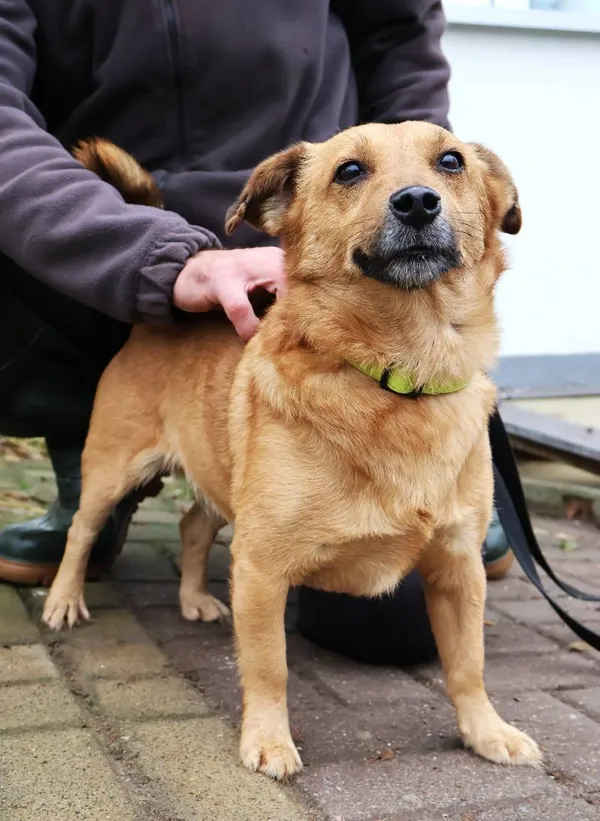 Znaleziono psa, Łódź, 11 listopada 2025 (5/5)