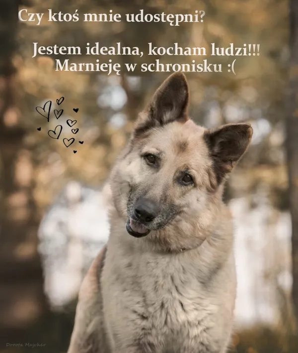 Pies do adopcji, Korabiewice, 8 maja 2024 (1/4)