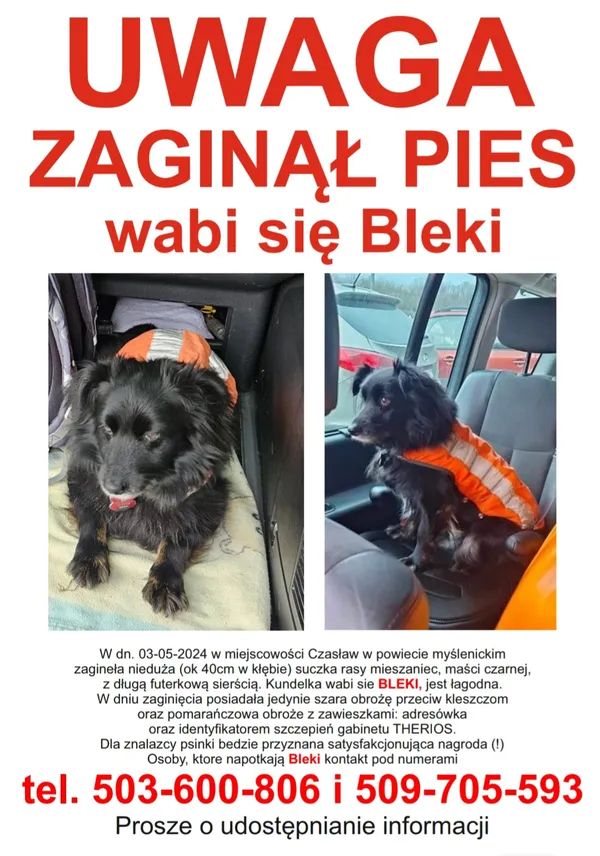 Zaginął pies, Czasław, 9 maja 2024 (1/3)