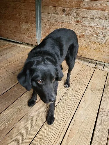 Pies do adopcji, Orzechowce, 18 kwietnia 2024 (1/3)