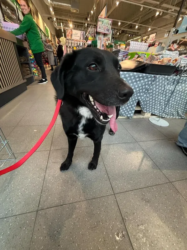 Pies do adopcji, Orzechowce, 18 kwietnia 2024 (2/3)