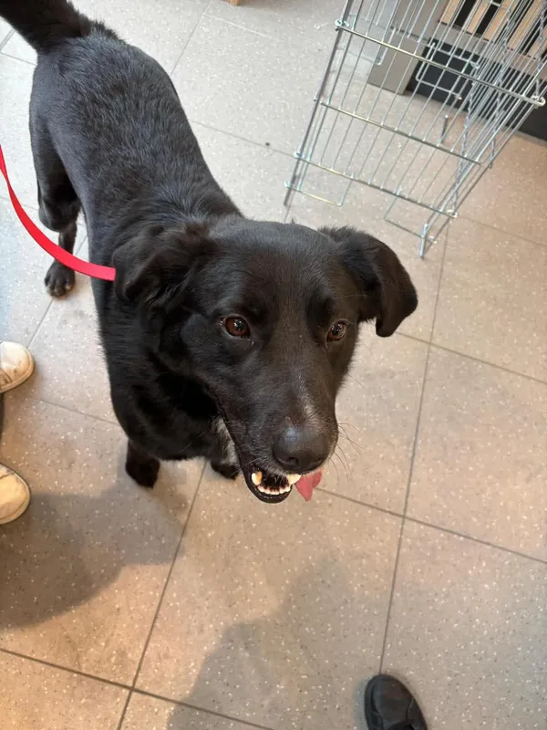 Pies do adopcji, Orzechowce, 18 kwietnia 2024 (3/3)