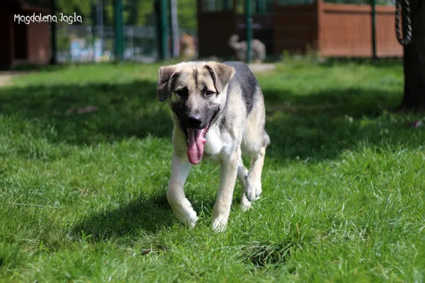 Pies do adopcji, Bydgoszcz, 14 maja 2024 (5/5)