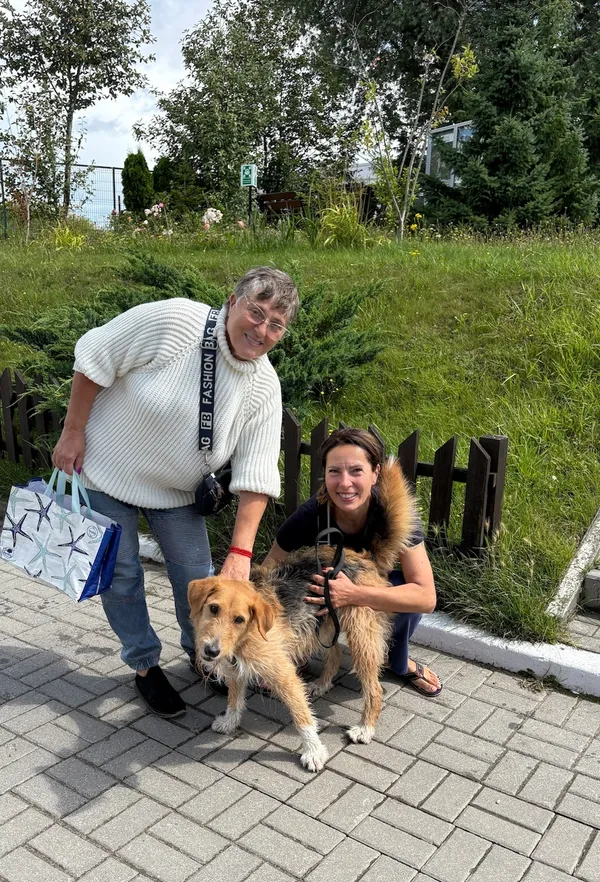 Znaleziono psa, Gdańsk, 18 lipca 2025