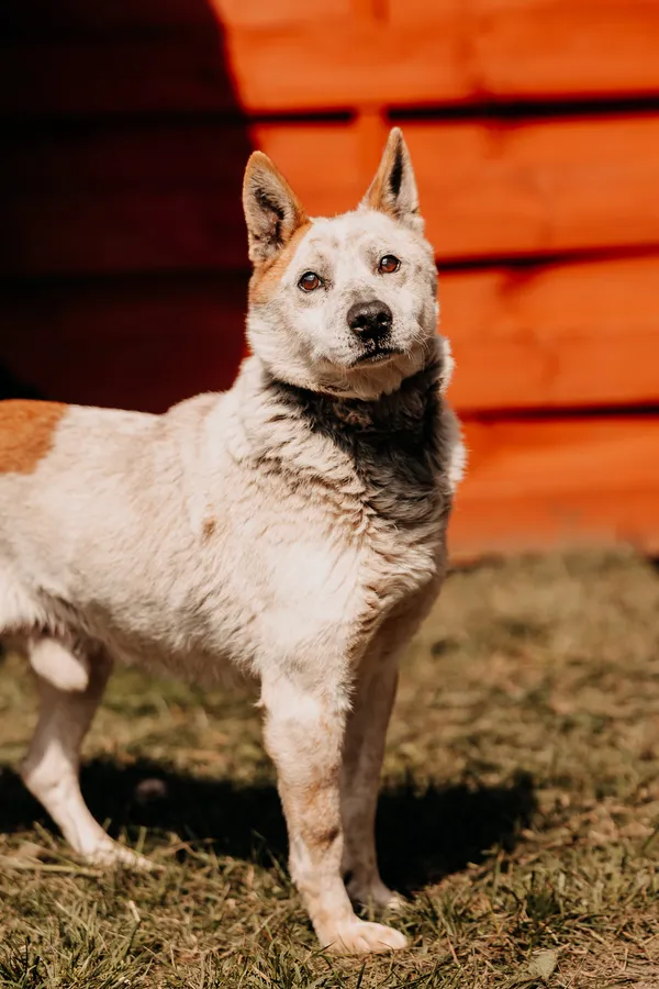 Pies do adopcji, Czartki, 13 maja 2024 (2/5)