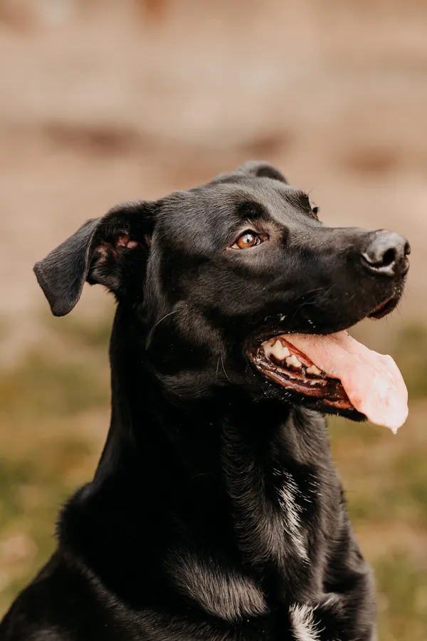 Pies do adopcji, Czartki, 13 maja 2024 (1/5)