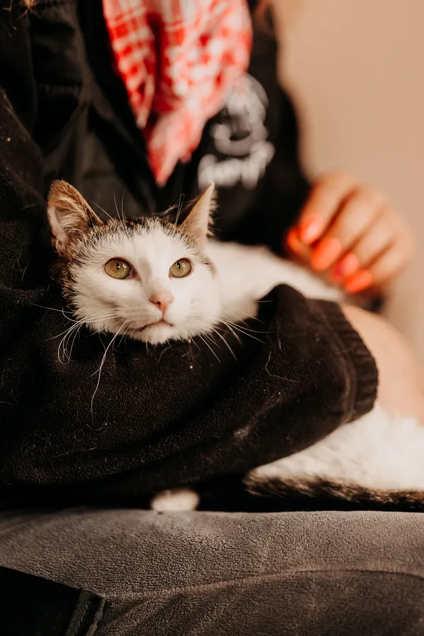 Kot do adopcji, Czartki, 14 maja 2024 (1/3)