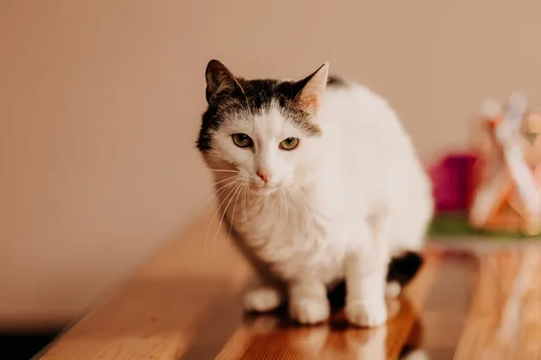 Kot do adopcji, Czartki, 14 maja 2024 (2/3)