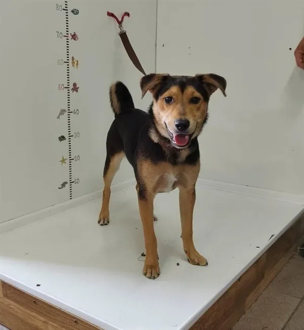 Znaleziono psa, Bytom, 9 czerwca 2023 (1/4)