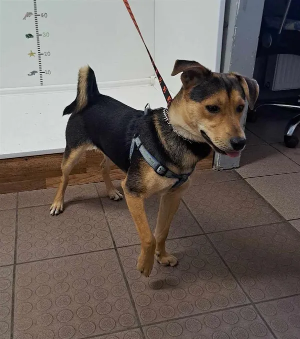 Znaleziono psa, Bytom, 9 czerwca 2023 (3/4)